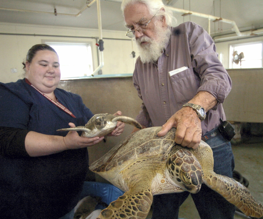 FILE - In this Jan. 11, 2010, file photo, Candice Mottet, left, and Tony Amos, director of the Animal Rehabilitation Keep in Port Aransas, Texas, hold the smallest and biggest green sea turtles that came ashore because of cold temperatures.