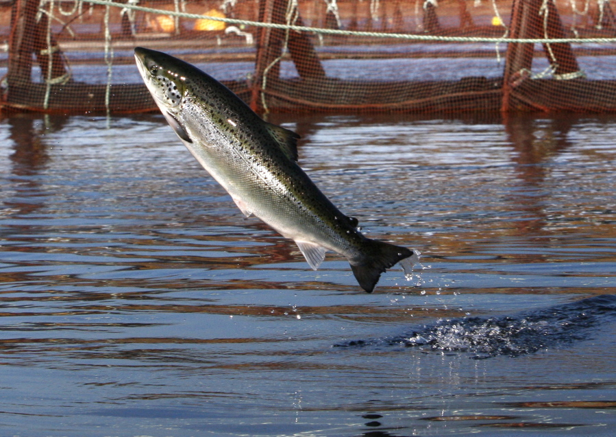 An Atlantic salmon leaps in a Cooke Aquaculture farm pen near Eastport, Maine. A surge of parasitic sea lice is disrupting salmon farms around the world, infesting salmon farms in the U.S., Canada, Scotland, Norway and Chile. (AP Photo/Robert F.