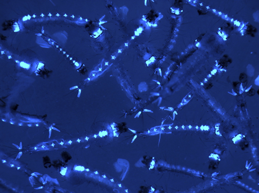 This microscope image shows genetically modified mosquito larvae glowing with fluorescent markers. Mosquitoes harbor gut bacteria just like people do, and new research suggests the bugs inside the bugs may help scientists learn to hatch malaria-resistant mosquitoes. Dr.