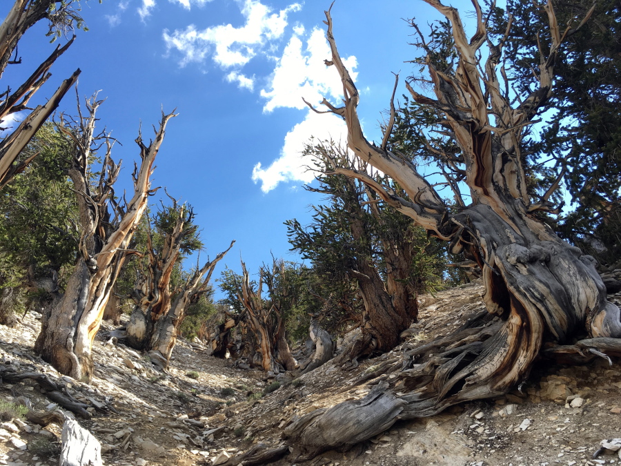 This July 11, 2017, photo shows gnarled, bristlecone pine trees in the White Mountains in east of Bishop, Calif. Limber pine is beginning to colonize areas of the Great Basin once dominated by bristlecones. The bristlecone pine, a wind-beaten tree famous for its gnarly limbs and having the longest lifespan on Earth, is losing a race to the top of mountains throughout the Western United States, putting future generations in peril, researchers said Wednesday, Sept. 13.