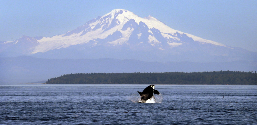 An orca breaches in 2015 in view of Mount Baker, some 60 miles distant, in the Salish Sea in the San Juan Islands. Ships passing the narrow busy channel off Washington’s San Juan Islands are slowing down this summer as part of an experiment to protect the small endangered population of southern resident killer whales.