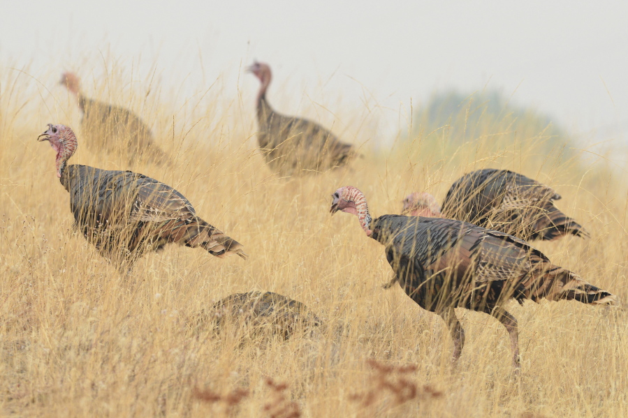 Wild turkeys forage in a field in Pilot Rock, Ore. Pilot Rock City Council has asked the Oregon Department of Fish and Wildlife for recommendations on how it should handle a flock of wild turkeys that have been ruining residents’ gardens and leaving behind droppings. E.J.