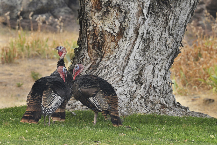 Wild tom turkeys stand in a yard off of Northwest Elder Street in Pilot Rock, Ore. E.J.