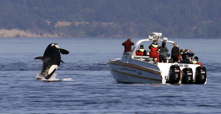 An orca leaps out of the water in 2015 near a whale watching boat in the Salish Sea in the San Juan Islands. A judge has kept alive a lawsuit that’s designed to force the state to do more to protect Puget Sound from pollution. An Oregon-based environmental group says the pollution is causing species such as orcas and salmon to remain in peril.