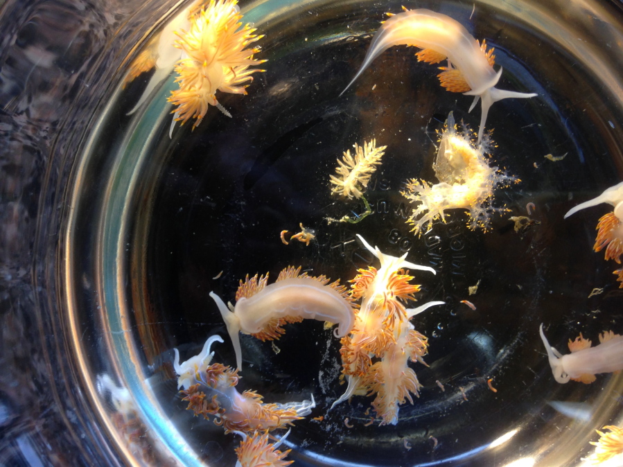 Marine sea slugs were found in a derelict vessel from Japan in Oregon in 2015. John w.