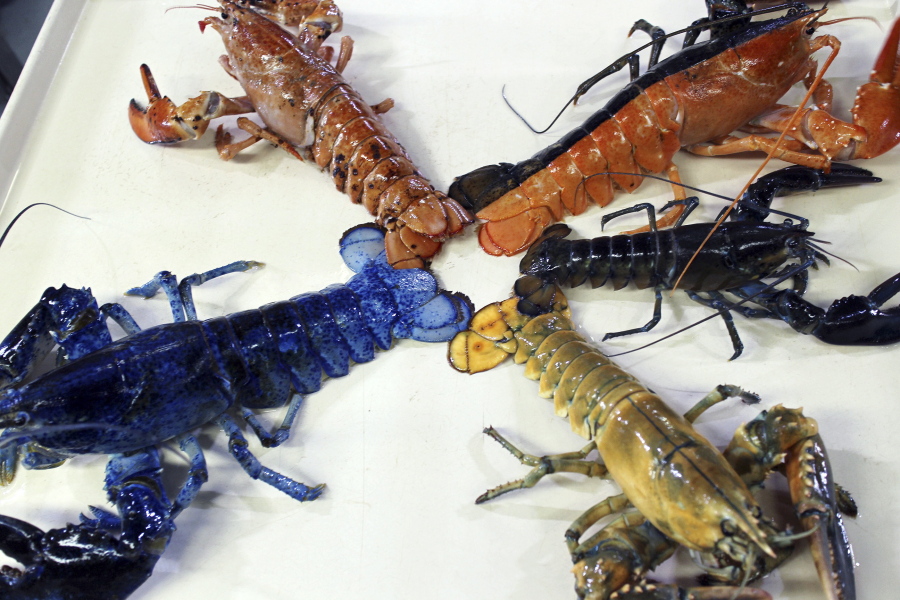 A rare yellow lobster, lower right, is displayed Thursday at the New England Aquarium in Boston with their collection of other oddly colored crustaceans. The lobster, donated by a Salem seafood company, will be put on exhibit for about a month after it undergoes quarantine.