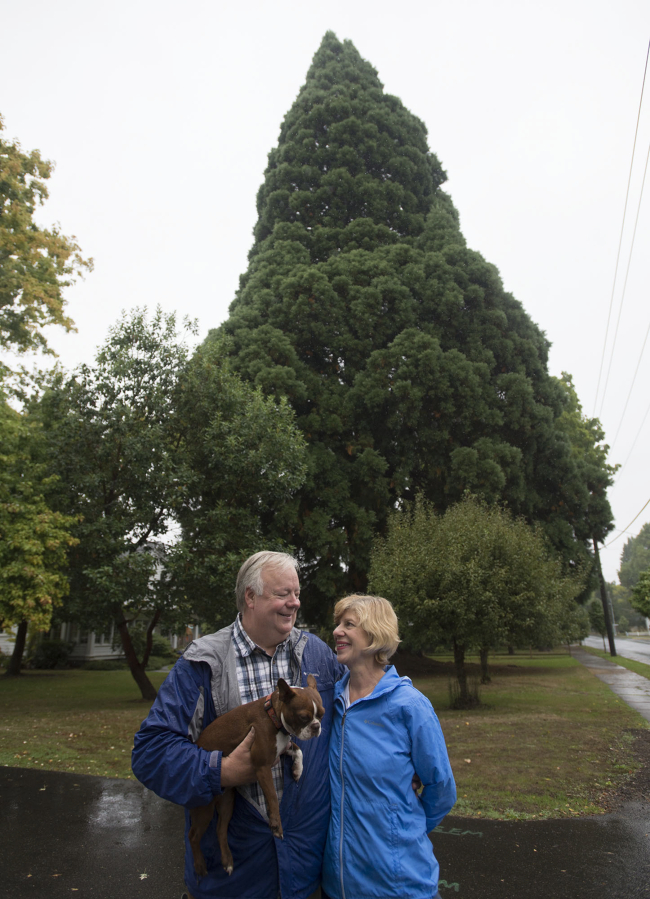 Scott Hughes of Ridgefield, left, and his wife, Cathy, pause with their dog, Snooks, 16 months, near the giant sequoia in their front yard. It’s the biggest tree in Ridgefield, and it will be one of the first on the heritage tree inventory.