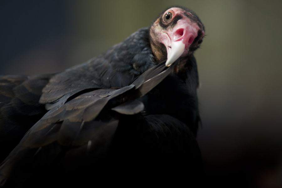 Ruby, a turkey vulture. preens herself during Saturday’s bird show, a BirdFest & Bluegrass event at Ridgefield’s Union Ridge Elementary.