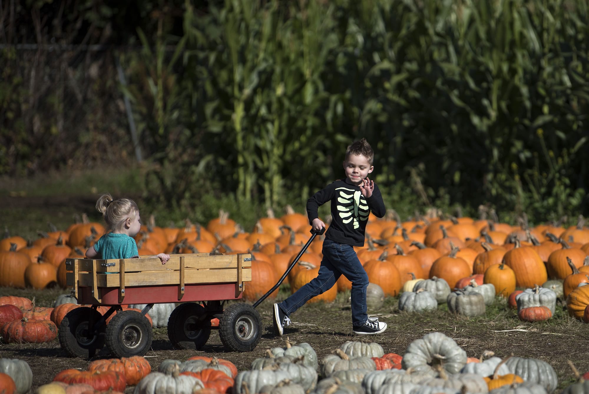 Monday was a picture-perfect day to pick a pumpkin at Clark County’s retail farms. Carson Katain, 4, and his sister, Everley, 2, enjoyed their outing to Joe’s Place Farms in east Vancouver.