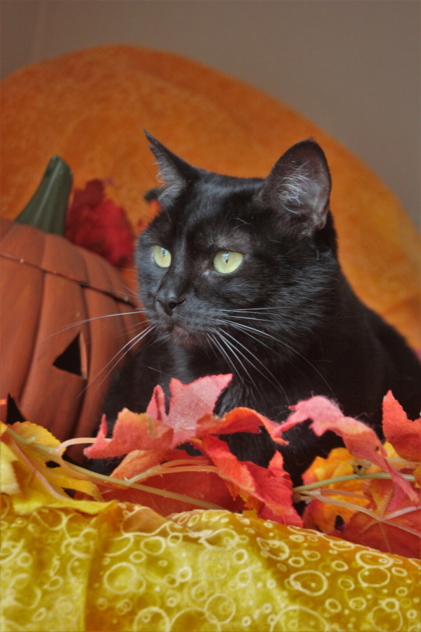 Lily is an extra-big sweetie of 17 ponds who wants to shed a few pounds. Her black coat is very shiny and soft and she loves pets. She adores people but doesn’t want to share your love with another cat.