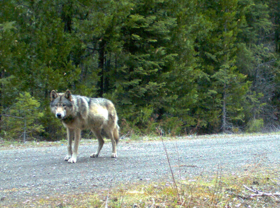 A remote camera captures a photo of gray wolf OR-7 in 2014 in eastern Jackson County, Ore., on U.S. Fish and Wildlife Service land. State and federal wildlife agencies have fitted one of OR-7’s offspring with a tracking collar. U.S.