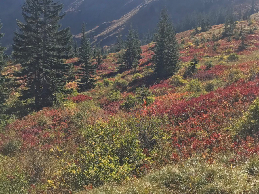 Fall hikers to the Silver Star area are rewarded with views of a mosaic of different colors and hues. Pick a good fall hike and enjoy the colors before the snows close the trails.