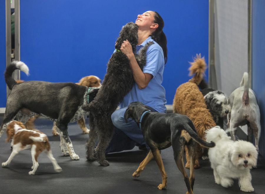 Woof! Play and Stay’s employee Debra Shen gets a kiss from a dog who has been dropped off by its owner.
