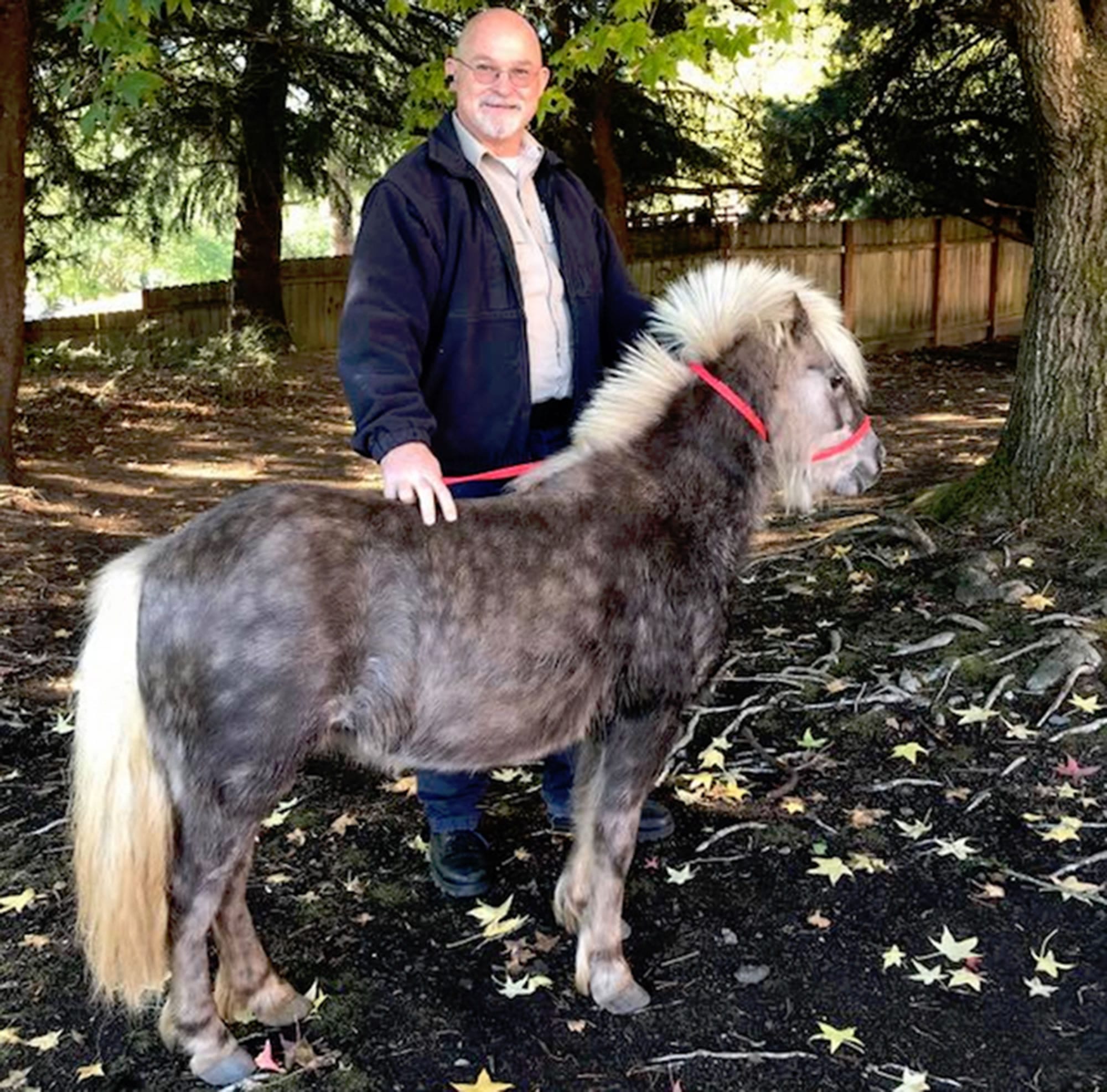 Bill Burrus, field officer for Clark County Animal Protection and Control, holds a pony found Monday at the Vancouver Village shopping area near the Vancouver Mall. The pony was reported on the loose about 11 a.m. but was quickly contained by Vancouver police officers and troopers with the Washington State Patrol.