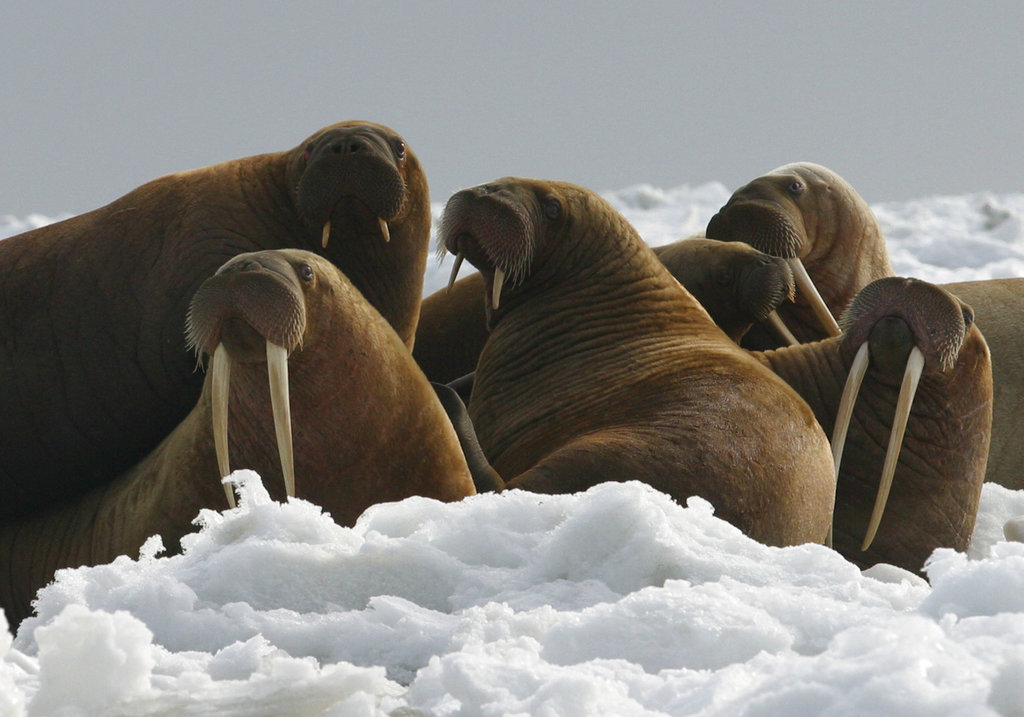 Pacific walrus cows and yearlings rest on ice in Alaska. The Trump administration will not add Pacific walrus to the threatened species list. The U.S. Fish and Wildlife Service announced Wednesday, Oct. 4, 2017, that it can't say with certainty that walrus are likely to become endangered despite an extensive loss of Arctic sea ice due to global warming. (Joel Garlich-Miller/U.S.