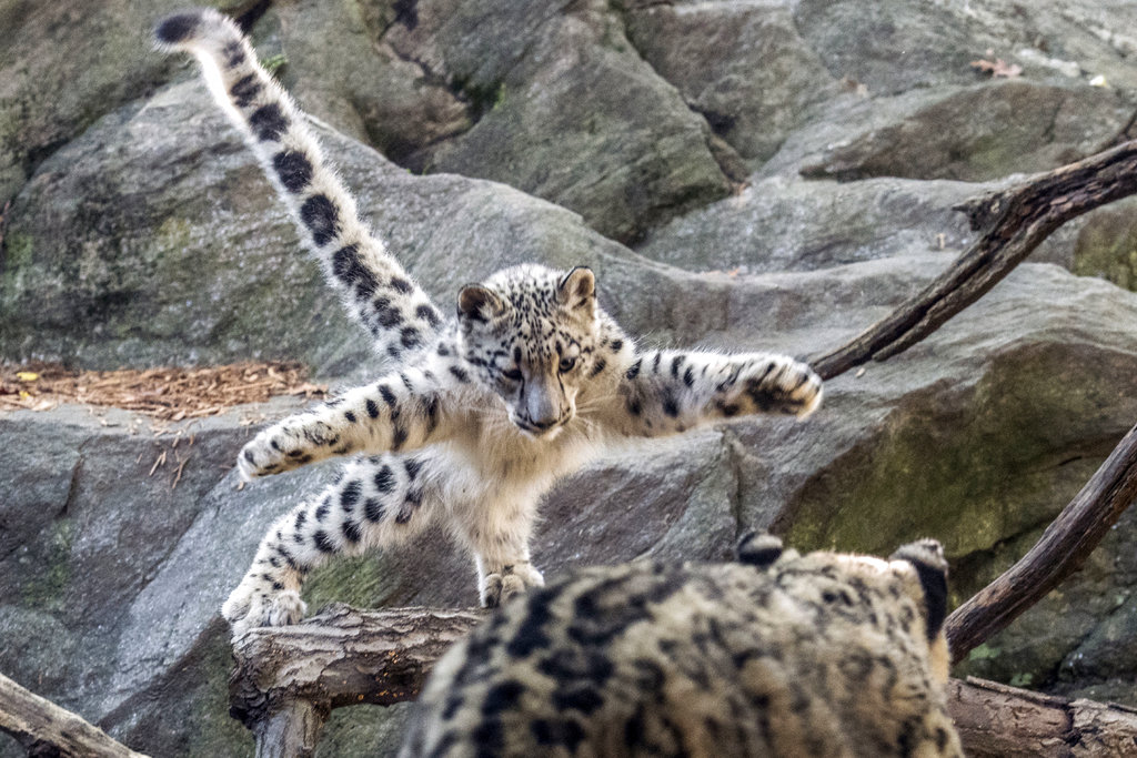 In this Oct. 10, 2017 photo, a female snow leopard cub leaps towards another leopard at the Bronx Zoo in New York. The zoo announced Thursday, Oct. 26, that the snow leopard cub, sometimes called a "ghost cat," has made its public debut just in time for Halloween.