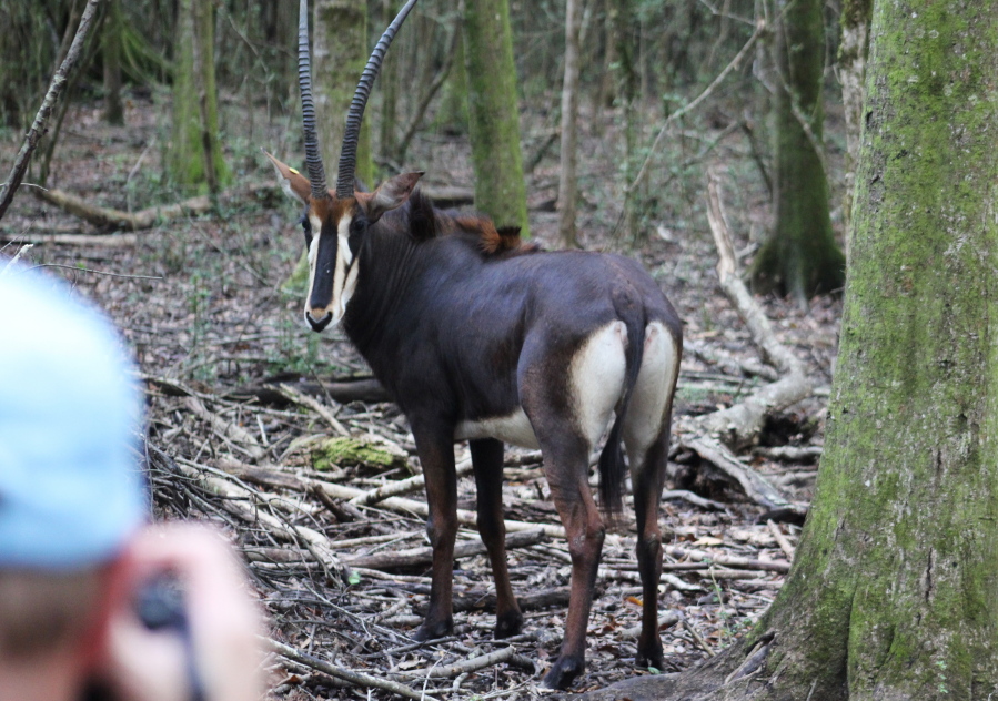 A sable antelope appears during a media tour Sept. 26 in the new breeding facility in New Orleans.