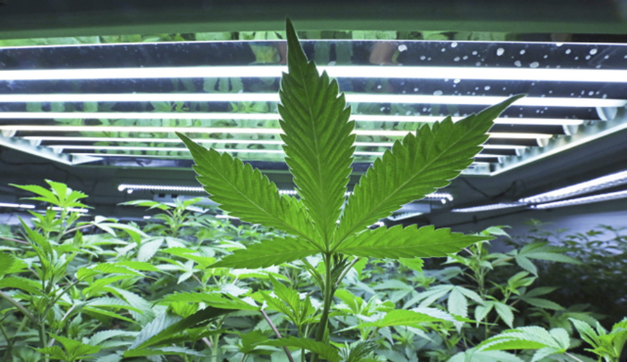 A marijuana leaf in the vegetative room at Alaska Cannabis Cultivators in Fairbanks, Alaska.