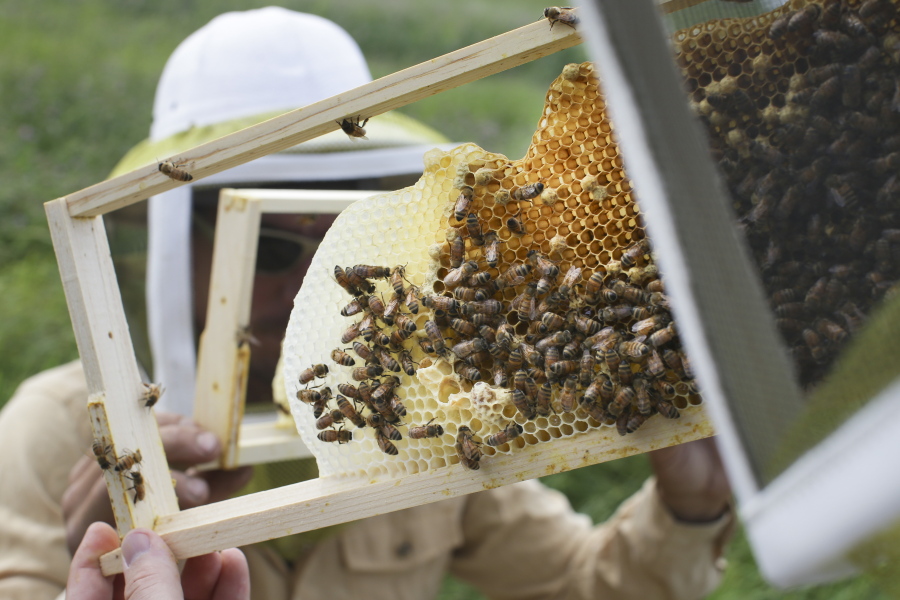 Volunteers check honey bee hives for queen activity and perform routine maintenance in 2015 at EcOhio Farm in Mason, Ohio. A new study published Thursday found the controversial pesticides called neonicotinoids in honey samples from around the world.