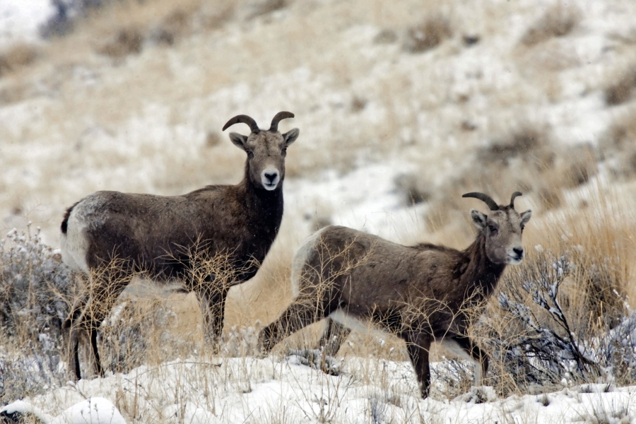 Bighorn sheep graze near the Big Pines Recreation Area in the Yakima River Canyon in 2008.