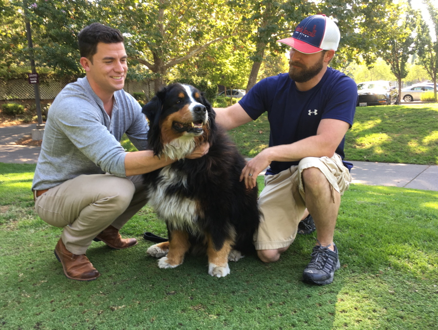 Jack Weaver, left, and his brother-in-law, Patrick Widen, pet Izzy, a 9-year-old Bernese Mountain Dog, on Saturday in Windsor, Calif.