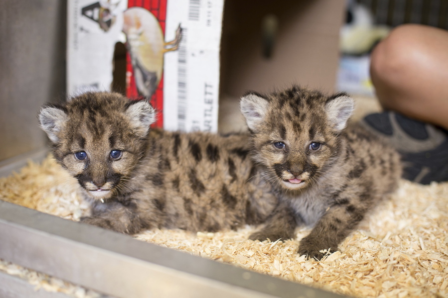The Toledo Zoo in Toledo, Ohio is caring for three cougar cubs sent to Ohio from Washington state after being orphaned. Zoo officials said Thursday that one of the cubs is 10 to 12 weeks old. The other two are around 3 weeks old.