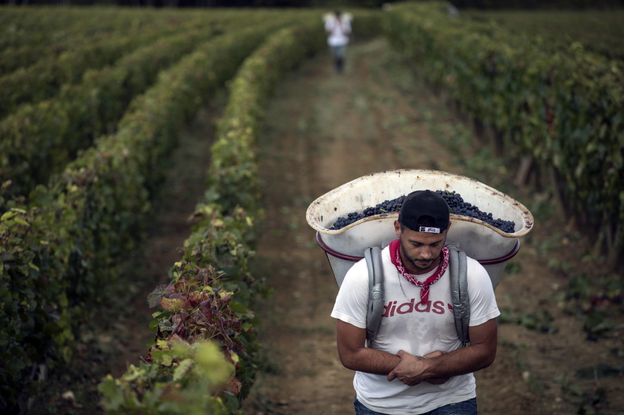 FILE - In this Sept. 12, 2017 file photo, a worker carries red grapes in a burgundy vineyard during the grape harvest season, in Volnay, central France. The EU’s Copa-Cogeca farm union announced Tuesday, Oct. 10, 2017 that spring hail and frost, combined with sustained drought during the summer, will force wine production down to 145 million hectoliters, a level not seen since 1981.