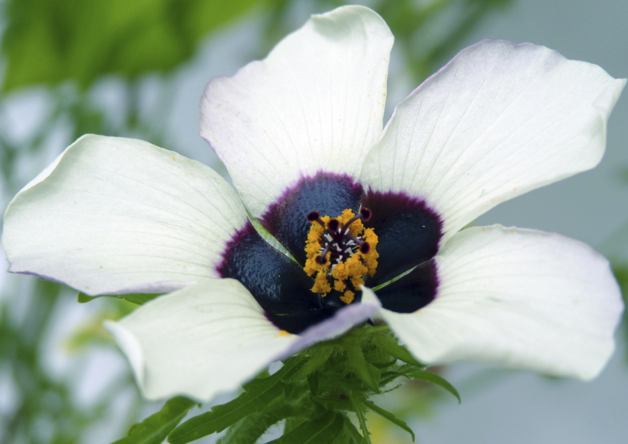 This 2015 photo provided by Edwige Moyroud shows a Hibiscus trionum flower. The region at the base of the petals contains a dark pigment but appears blue at certain angles due to an optical effect on the surface of the cells. The color makes flowers more visible to the bees.