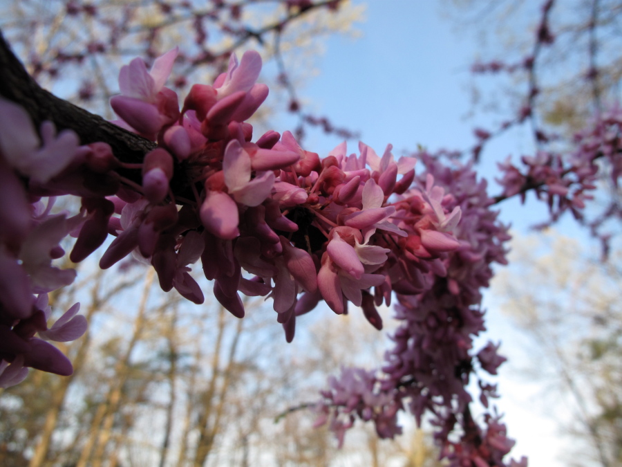 Redbud blooms near New Market, Va., about the time bees were beginning to emerge to forage for a new season of honey production.