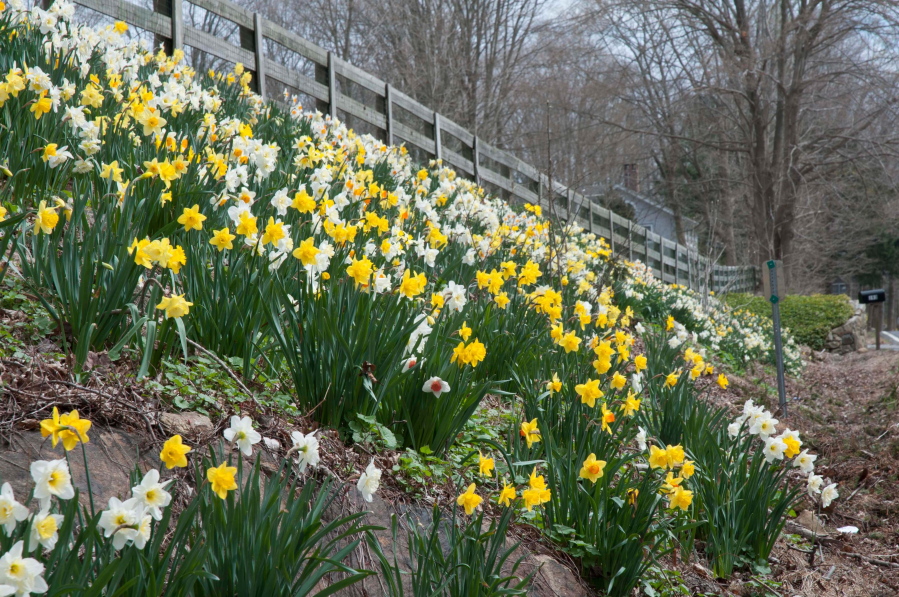 This April 19, 2013 photo provided by Christian Curless for Colorblends shows Daffodils planted in large scale on slopes, near Watertown, Conn. Daffodils are particularly dramatic in spring. The bulbs will naturalize if located in sunny spots where the soil drains well. Daffodil drifts can become “golden roads” for drive-by viewing.