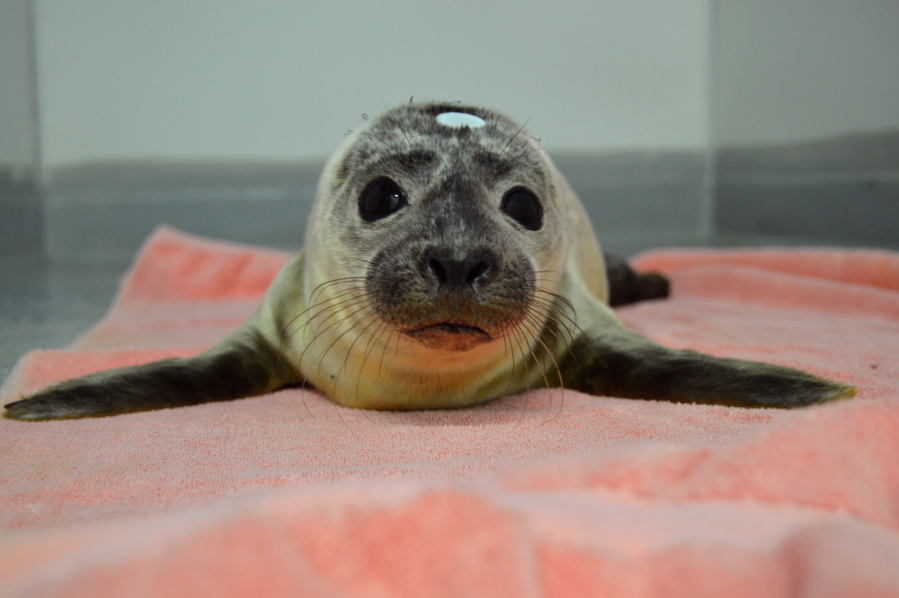 In this 2017 photo provided by the National Marine Life Center, a seal pup named “Giseal Bündchen” is treated at the facility on Cape Cod, Mass. Giseal, along with another celebrity-named harbor seal pup, was set free on a Massachusetts beach on Tuesday, Oct. 17, 2017.