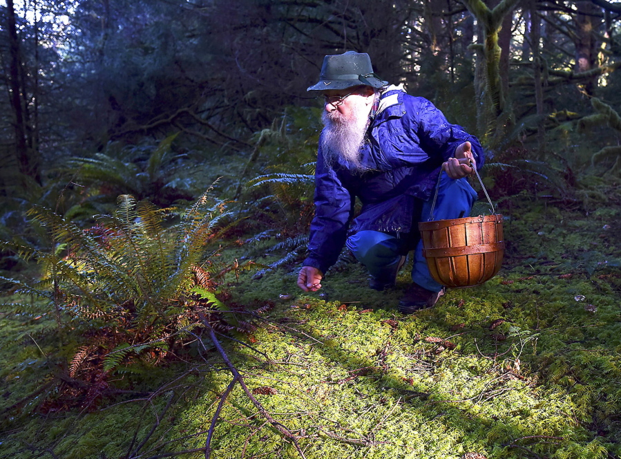 Mike Holland-Moritz of Portland searches for wild mushrooms on Wednesday in Fort Stevens State Park near Warrenton, Ore.