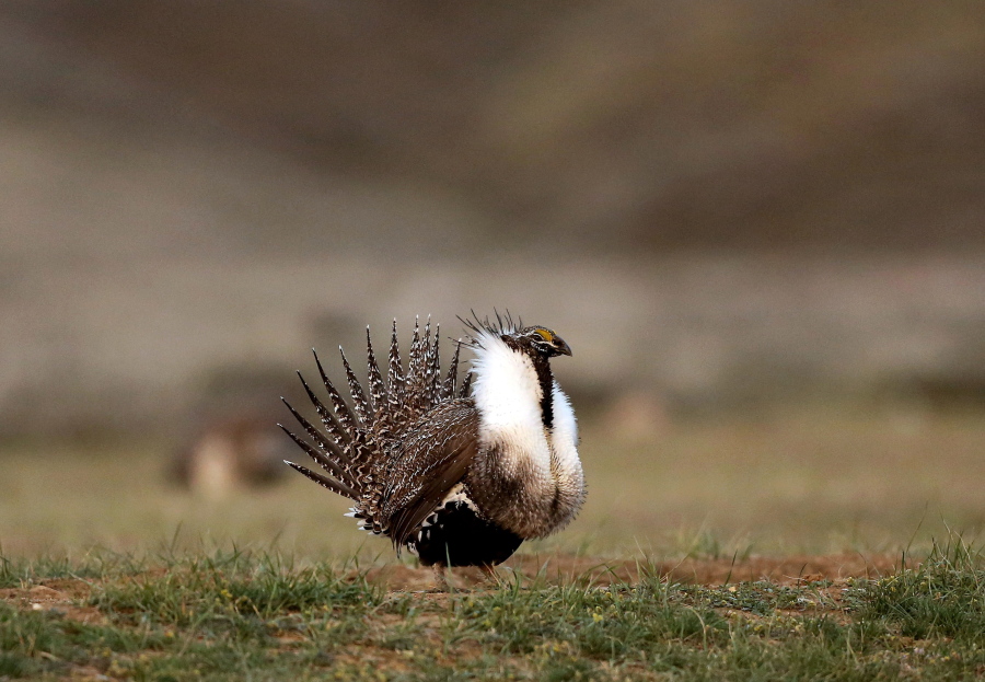 A male sage grouse struts in the early morning hours outside Baggs, Wyo.