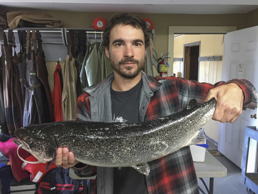 Biologist Eric Brunsdon holds an aquaculture escapee Oct. 5 from the Magaguadavic River. The New Brunswick-based Atlantic Salmon Federation says no wild Atlantic salmon have returned to the key river in New Brunswick, prompting concern for the fish’s population health in the U.S. and eastern Canada. The group says 2017 is the first year since they started monitoring in 1992 that no wild salmon have returned to the river to spawn.