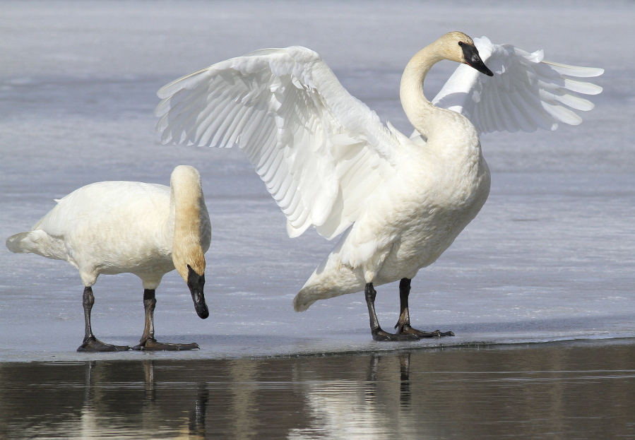 FILE - In this March 25, 2015, file photo, a pair of trumpeter swans stretch and preen on ice along a channel of open water at Westchester Lagoon in Anchorage, Alaska. No state currently has hunting seasons for trumpeter swans, which have made a comeback in recent decades thanks to efforts to reintroduce them. Now the U.S. Fish and Wildlife Service is working on a plan aimed at letting hunters shoot them legally in certain states that allow the hunting of tundra swans.