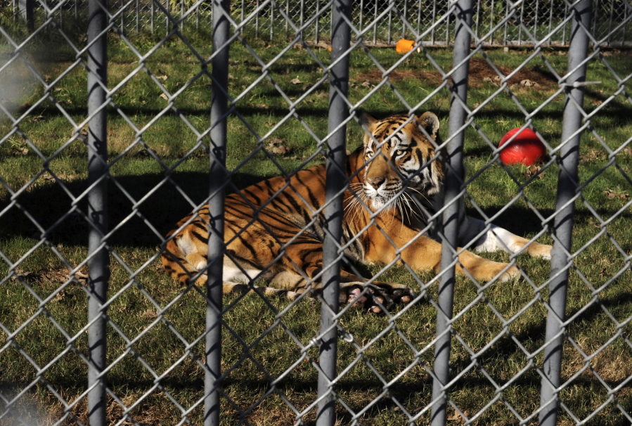 A tiger is seen at the Tiger Truck Stop in Grosse Tete, La. The tiger has died at the age of 17.