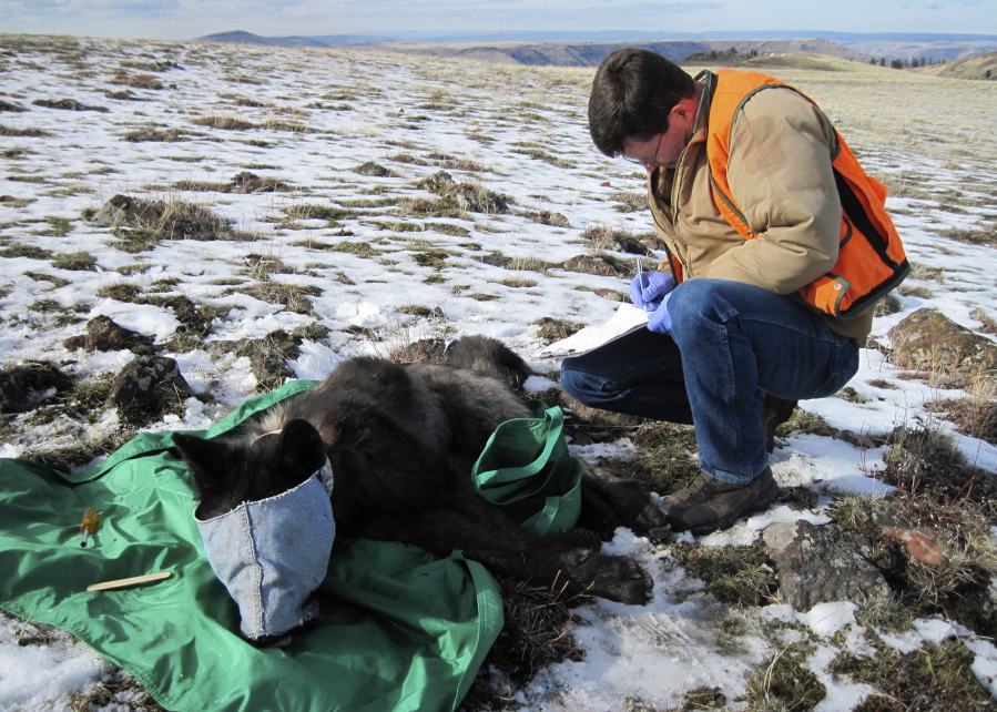 FILE - In this Feb. 25, 2015 file photo provided by the Oregon Department of Fish and Wildlife, an ODFW biologist is in the process of collaring wolf OR-33, a 2-year-old adult male from the Imnaha pack, in Oregon’s Wallowa County. The U.S. Fish and Wildlife Service and five conservation groups are teaming up to offer $15,500 for information about the illegal poaching of federally protected gray wolf OR-33, who was found dead near Klamath Falls on April 23.