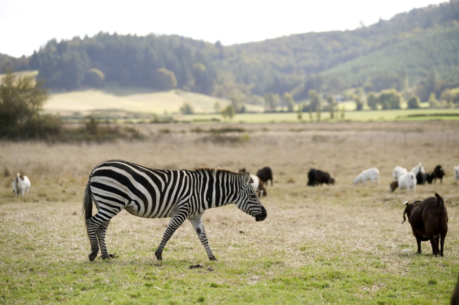 Zinfandel watches over goats on a farm along Airport Road near Lebanon, Ore., Monday Oct. 2, 2014. Zinfandel, a female Grant's zebra, is extremely protective of the goats raised by her owners, Norman and Rosalinda Vizina of Lebanon, Ore.