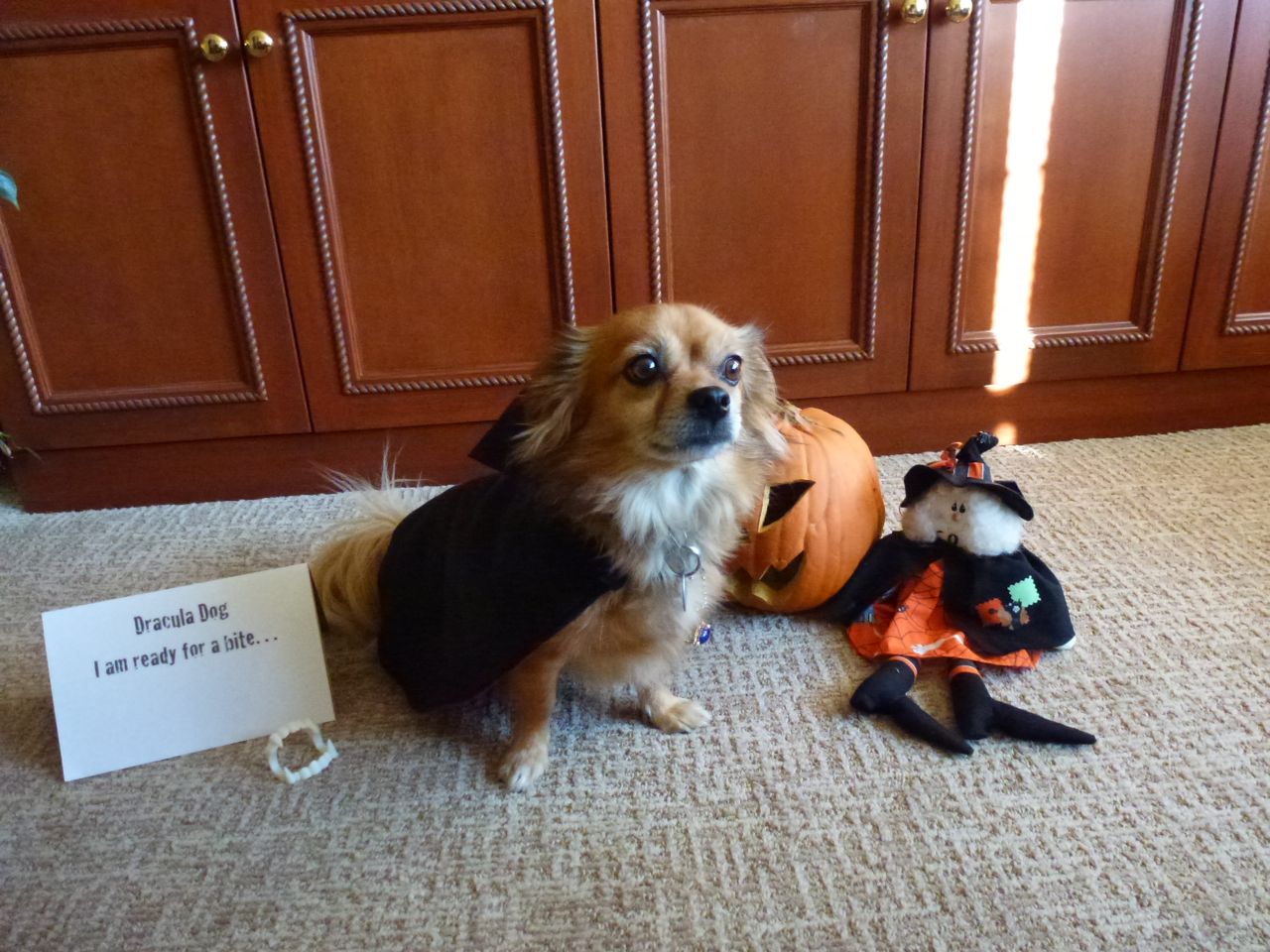 Dracula Dog Happy is ready for a bite ... Happy is a 4-year-old rescue and is either a Tibetan spaniel or a Pomeranian Chihuahua mix.