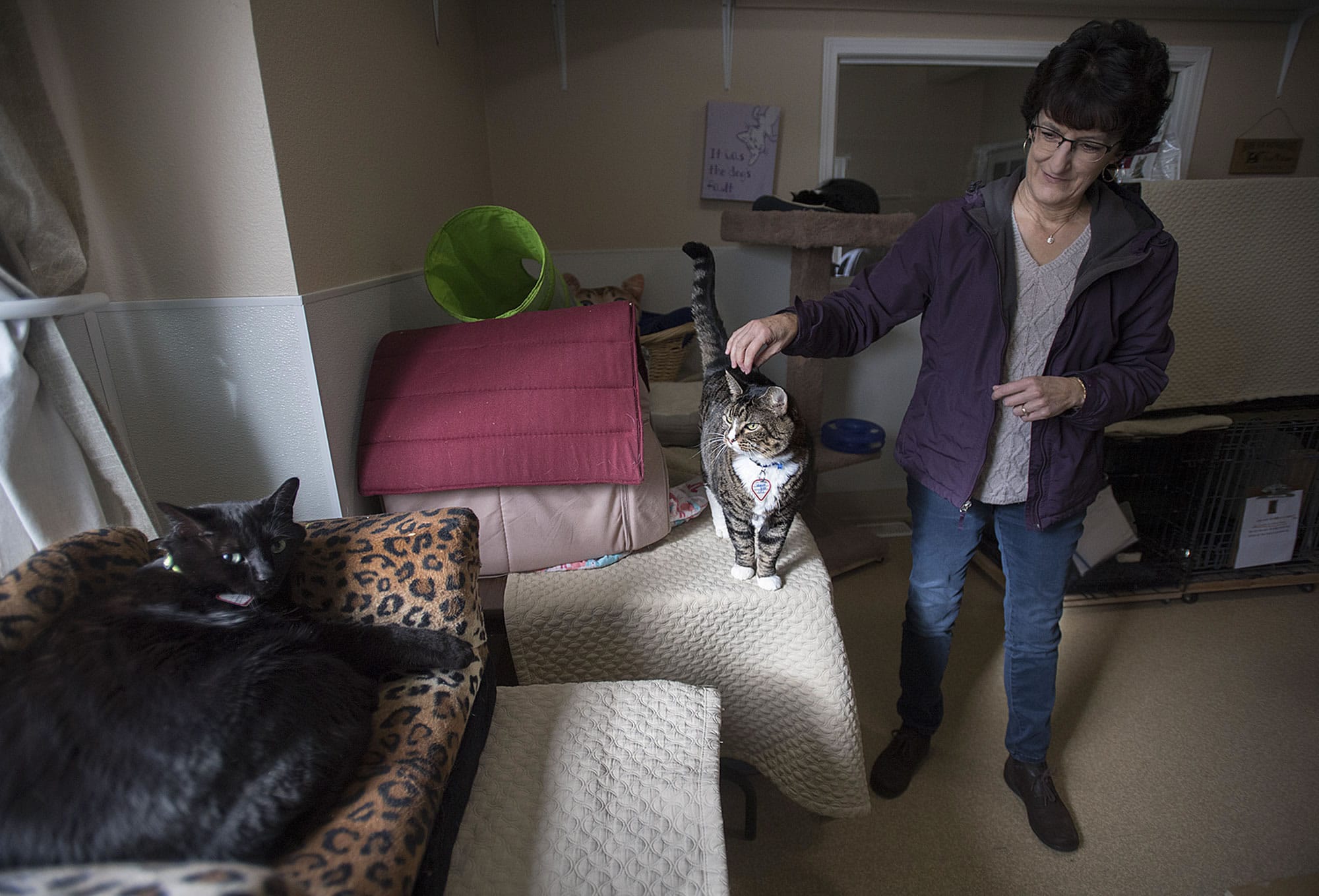 Volunteer Joan Ellis shares a moment with Venice, 2, center, who is available for adoption, at the West Columbia Gorge Humane Society cat shelter in Washougal late Tuesday morning. Also pictured relaxing in the cat shelter is Torr, 3, left, who is hoping for a forever family as well.