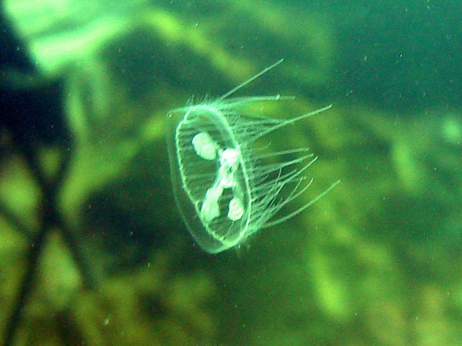 An invasive species of freshwater jellyfish, similar to the one shown here, live in Battle Ground Lake.