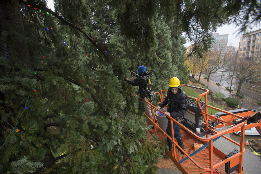 Austen Radnall, left, and Dustin Davis of St. Mary’s Services move up a Douglas fir at Esther Short Park on Wednesday morning, stringing Christmas lights. At top, Cody Taplin of St. Mary’s Services gets ready to position a string of multi-colored lights.