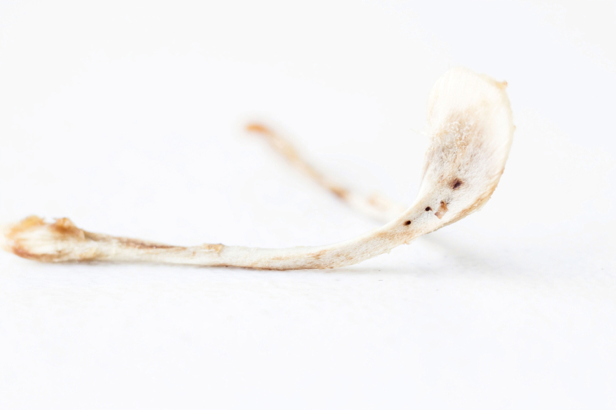 Listen up to these wishbone hacks, and be the luckiest at your Thanksgiving.