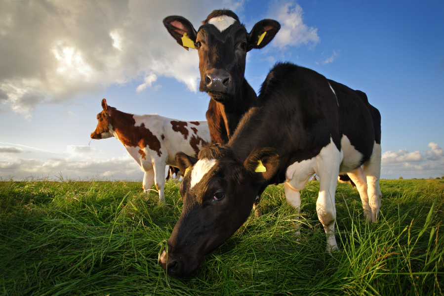 Livestock methane emissions may be one of the largest contributors to increases in the atmosphere.