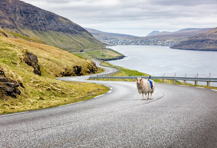 Faroese sheep were strapped with cameras in a bid to get Google’s attention. Mission accomplished.
