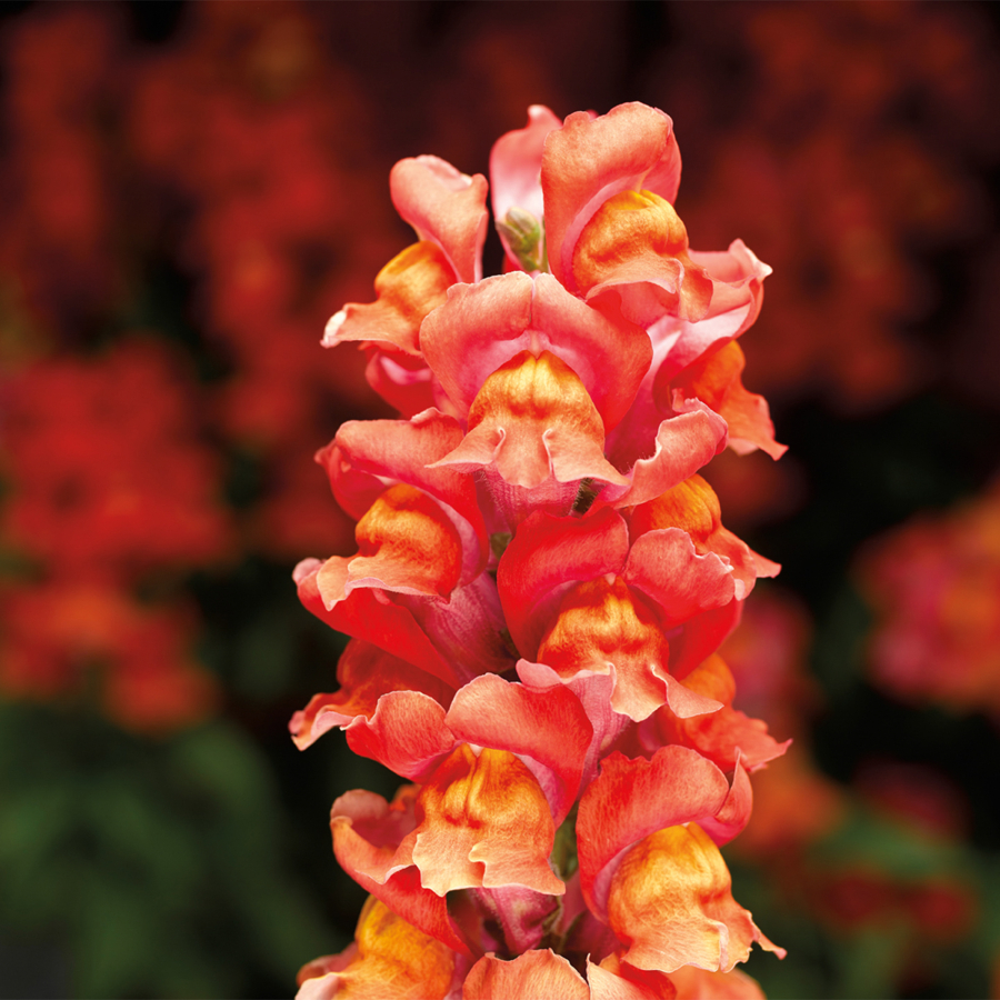 The Snaptastic Orange Flame snapdragon brings a fiery color to the cool season landscape.
