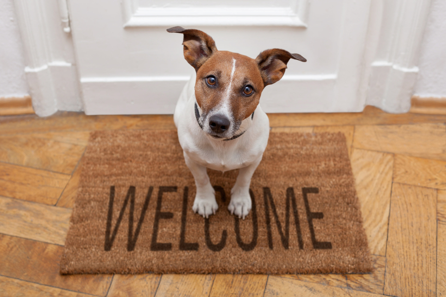 A dog sits on a welcome mat.