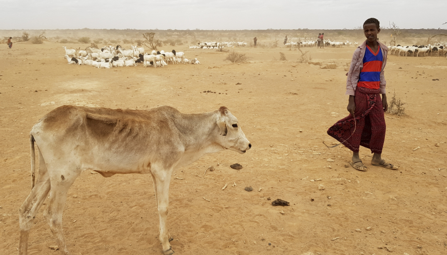A child tends to his malnourished calf Sept. 3 in the Danan district of Ethiopia, which hasn’t seen significant amounts of rain for the past three years.