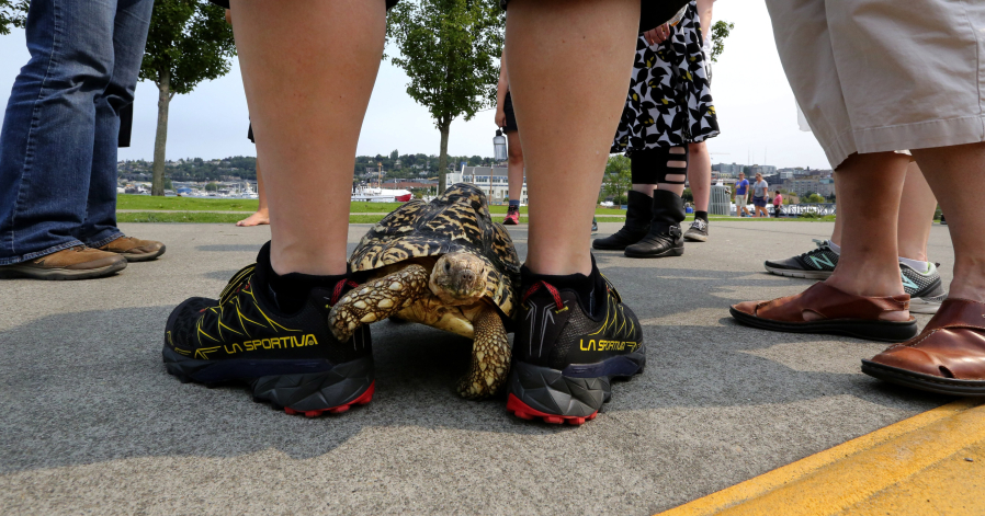 Cha Cha the leopard tortoise goes for a walk in Seattle.