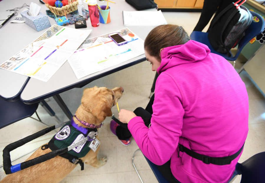 Katie Brigger’s service dog, Zola, picks up a pencil on November 13, 2017, at the HUB-Robeson Center in State College, Pa.